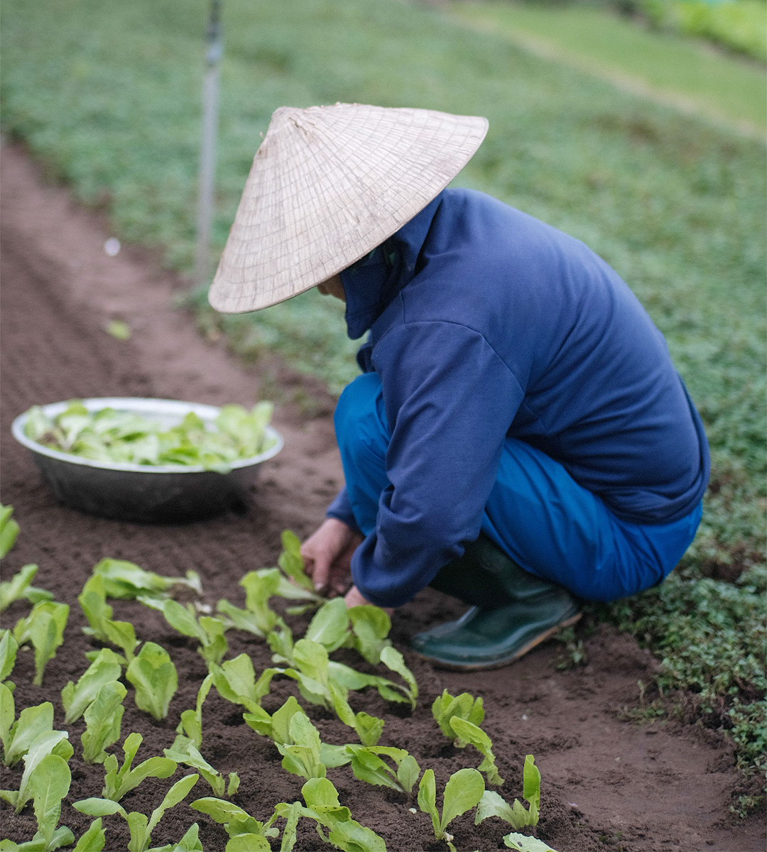 Nông dân chăm sóc rau tại vườn