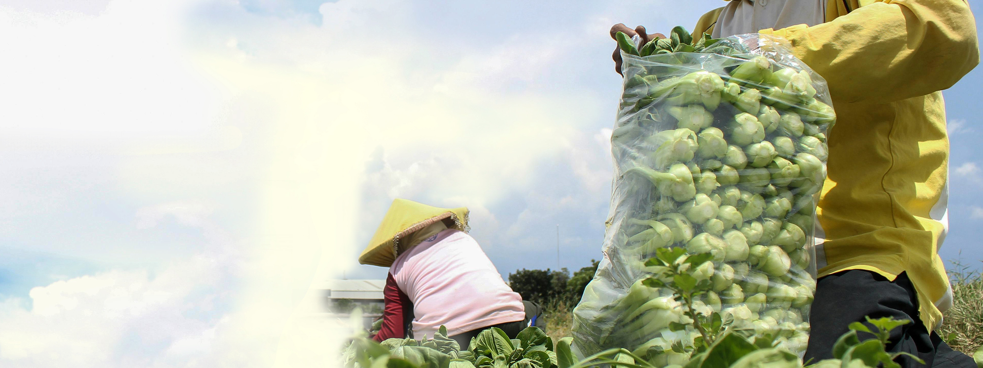 NHÀ CUNG CẤP RAU CỦ TƯƠI CHO DOANH NGHIỆP